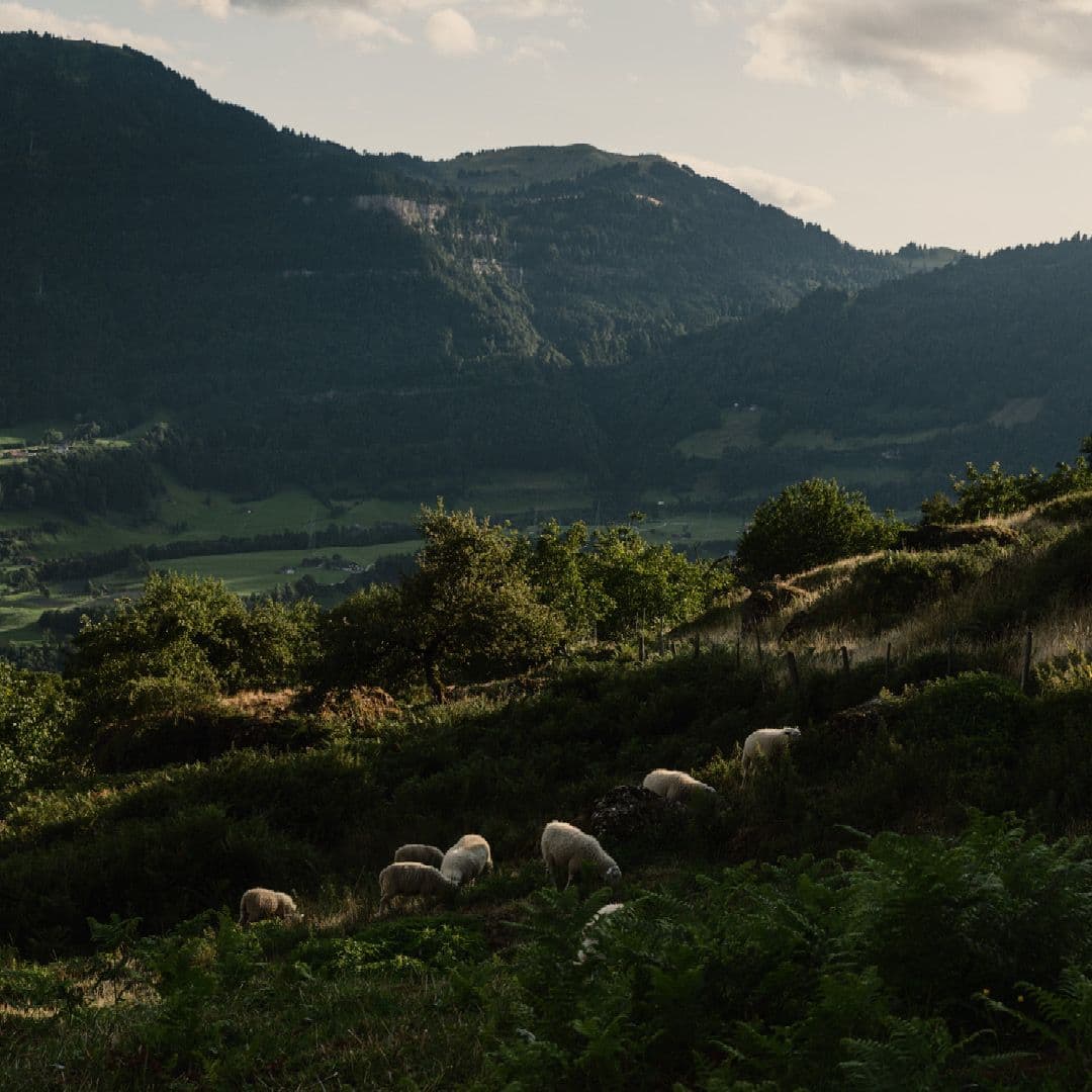 Warum der Schwarzwald ideal für eine Hütte in der Natur ist